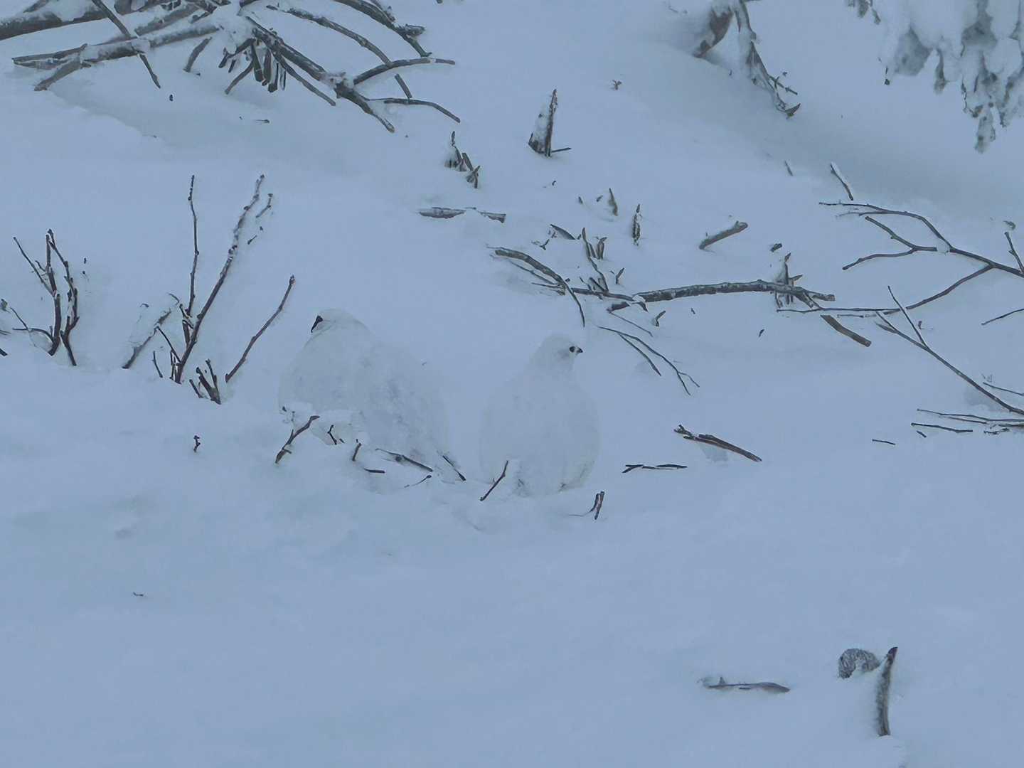 雷鳥さんたち