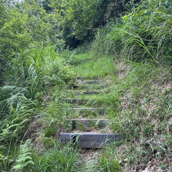 つり橋を渡ってからしばらくは、それなりに草が茂っていました