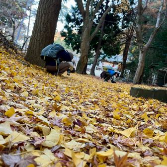 落ち葉が綺麗だったのでiPhone逆さまにして撮ったら、二人も入ってた😂