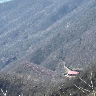 篭山のアカヤシオが真っ赤じゃないですか！🌸