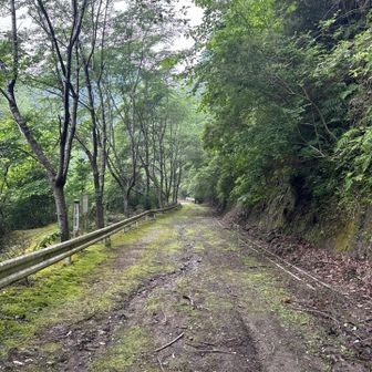 下山してから林道を登山口方面へ。最初は舗装が劣化して何十年も時間経ってそうだな〜という印象でしたが…
