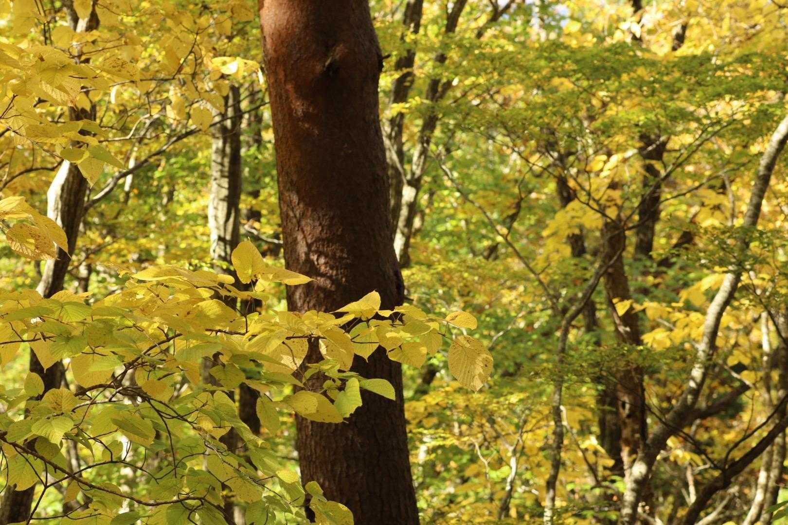 下山するにつれ、紅葉も見頃🍁