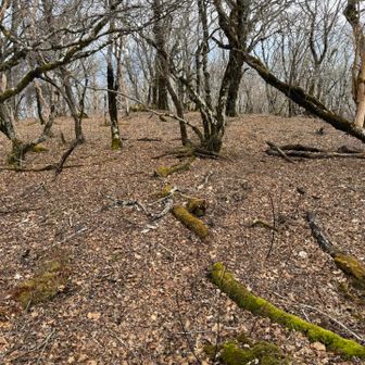 下り始め、だだっ広い尾根で、歩き跡がありません。