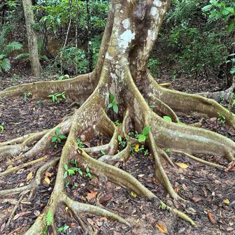 根っこが個性的