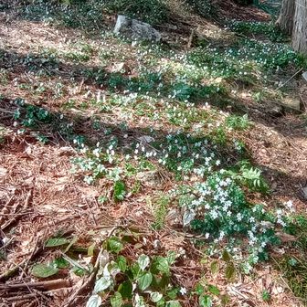 最後にこの群生！！
反時計回りで良かった。