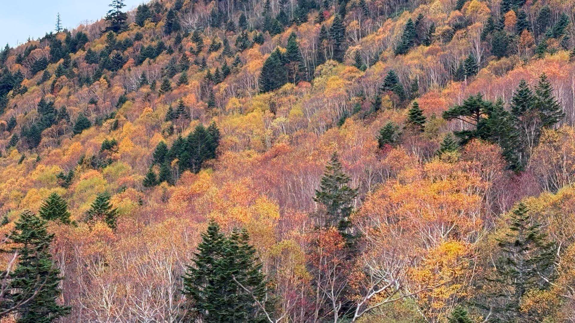 赤、黄、橙、緑