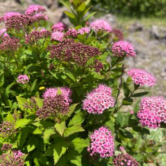 吾妻山頂には、シモツケが咲き始め。