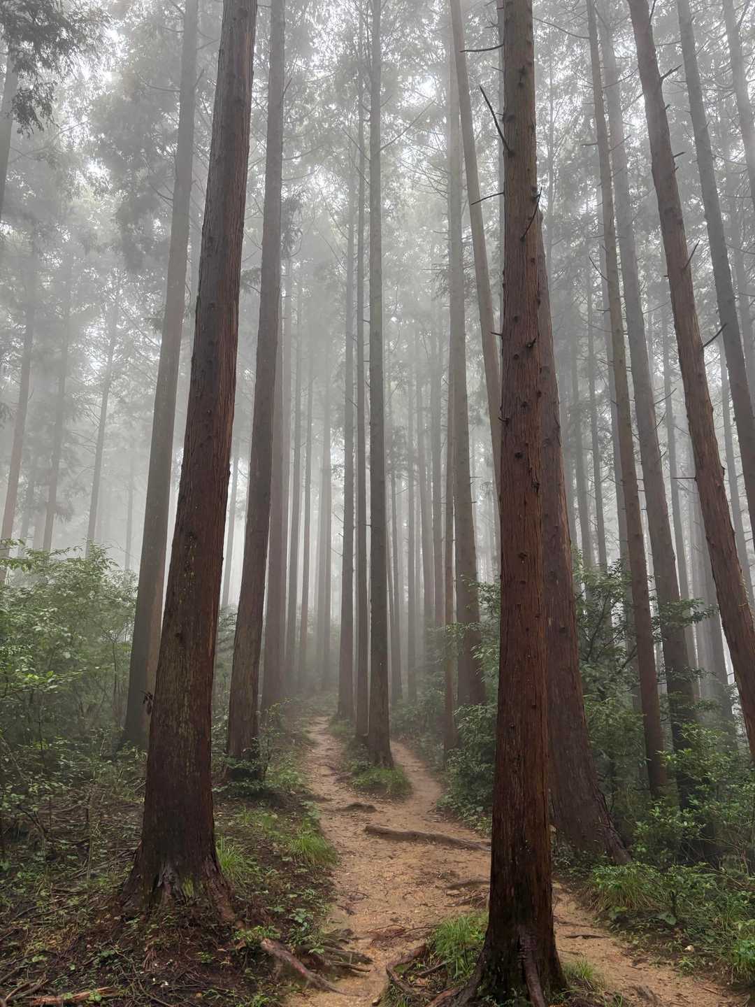 越生駅-高取山-根っこ山-大高取山-稲荷坂バス停 縦走コースの写真