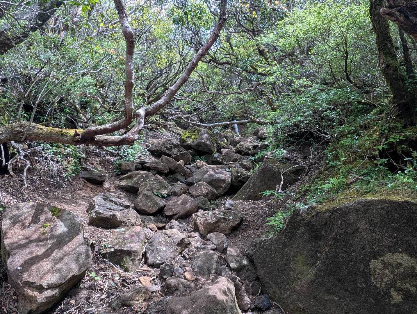 神山の登りは岩が多いです🪨