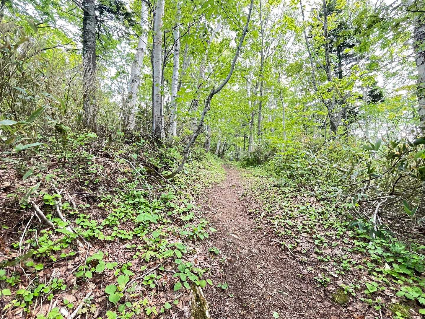 剣山-音江山 往復コースの写真