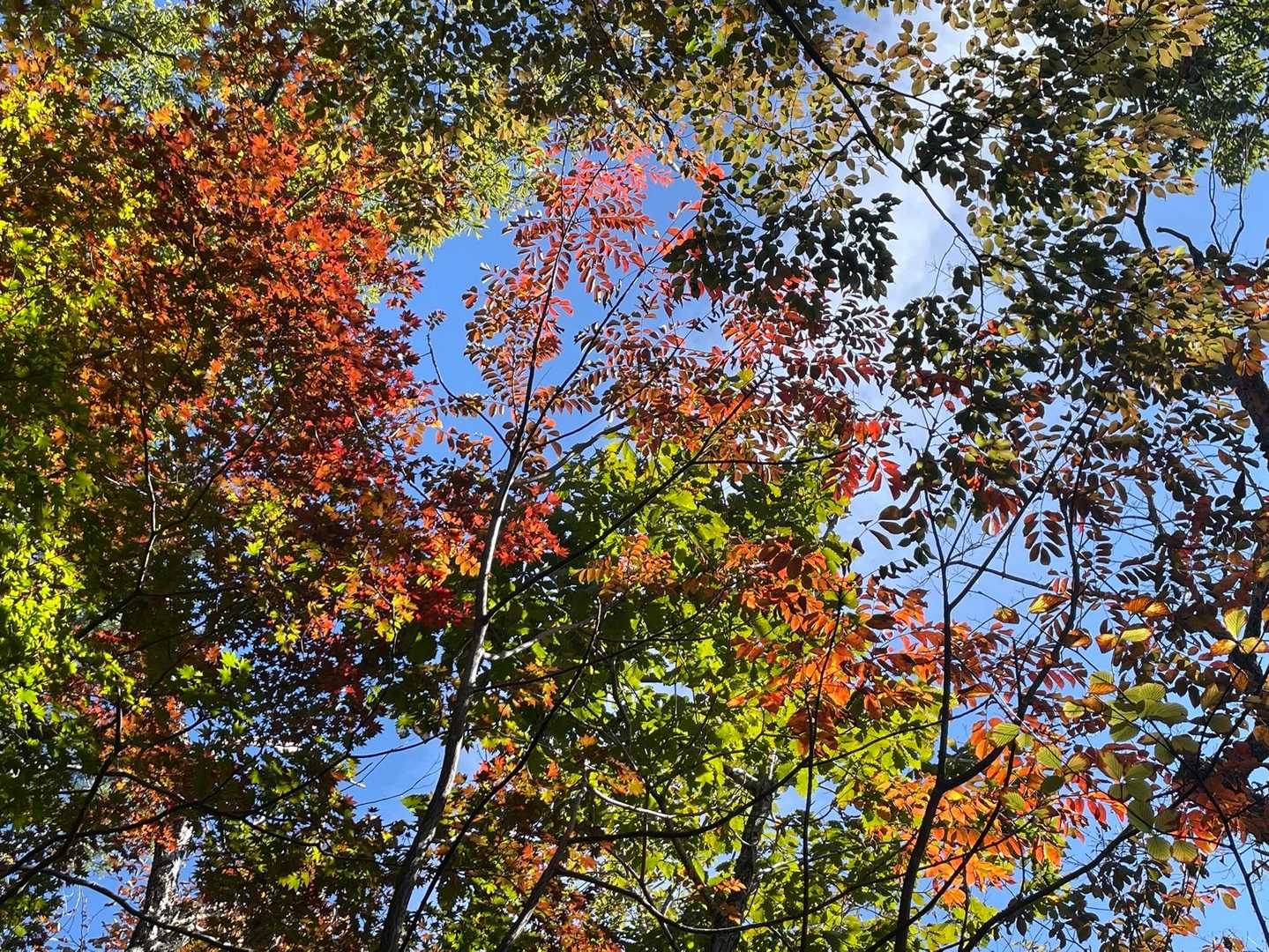 色が素敵✨😍紅葉も進んでますね🍁