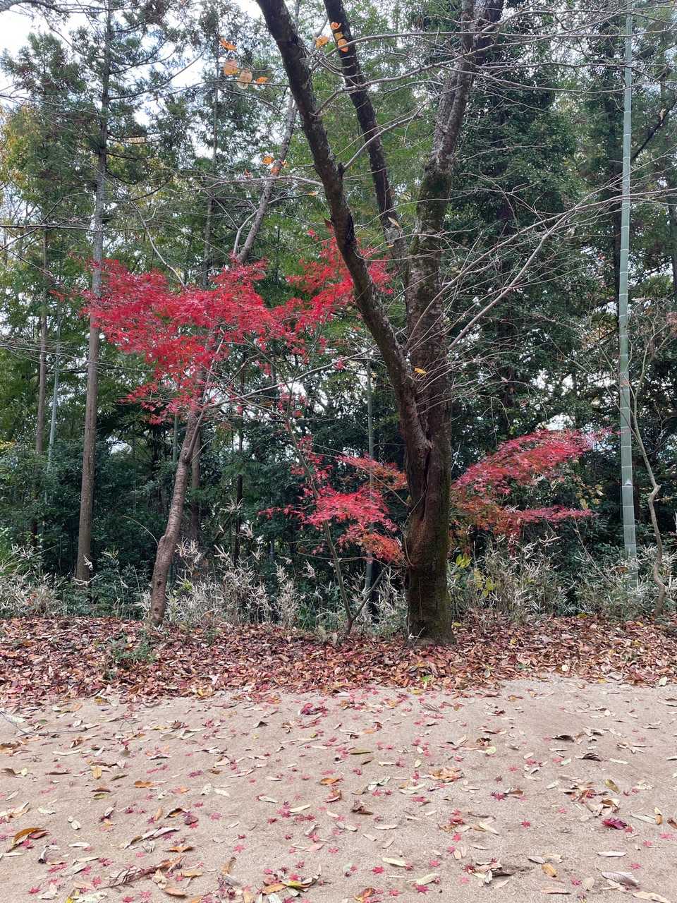 天山（愛媛県）の写真