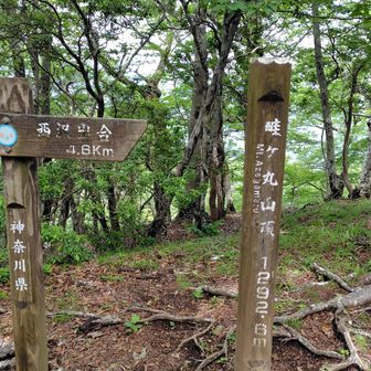 畦ヶ丸登頂。展望なし。