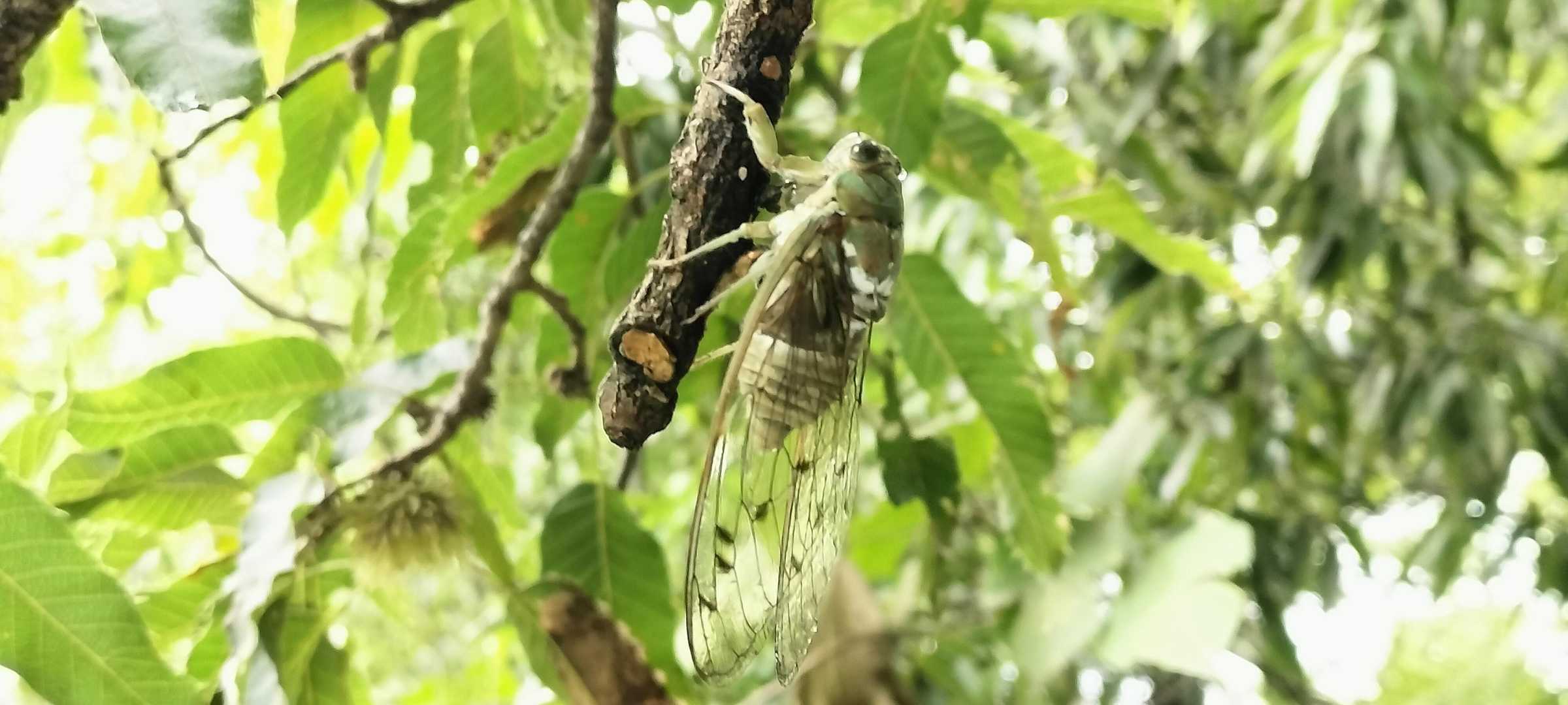 木に移して救出成功♪