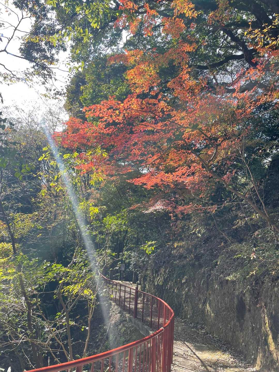 両子寺-両子寺奥之院-両子山 往復コースの写真