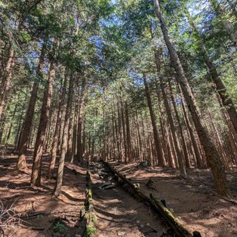 赤城山や地蔵岳より明るくて、とても歩きやすい登山道🚶‍♀️🎶
もう2時過ぎてるから、続々と下山してくるハイカーさんとすれ違います。

地元の年配の方が多いかな…という感じがしました。
「今から一人で鍋割山に行くの？」と心配してくれる方も。
「さっき一人ハイカーさんが登ってったわよ。」と教えてくれる方も。

「元気だね〜」と言ってくれるおじいちゃまも。