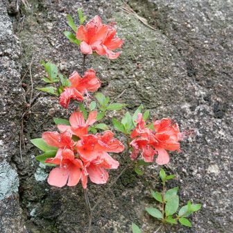 長峰山山頂
まだ彩をヤマツツジが鮮やか