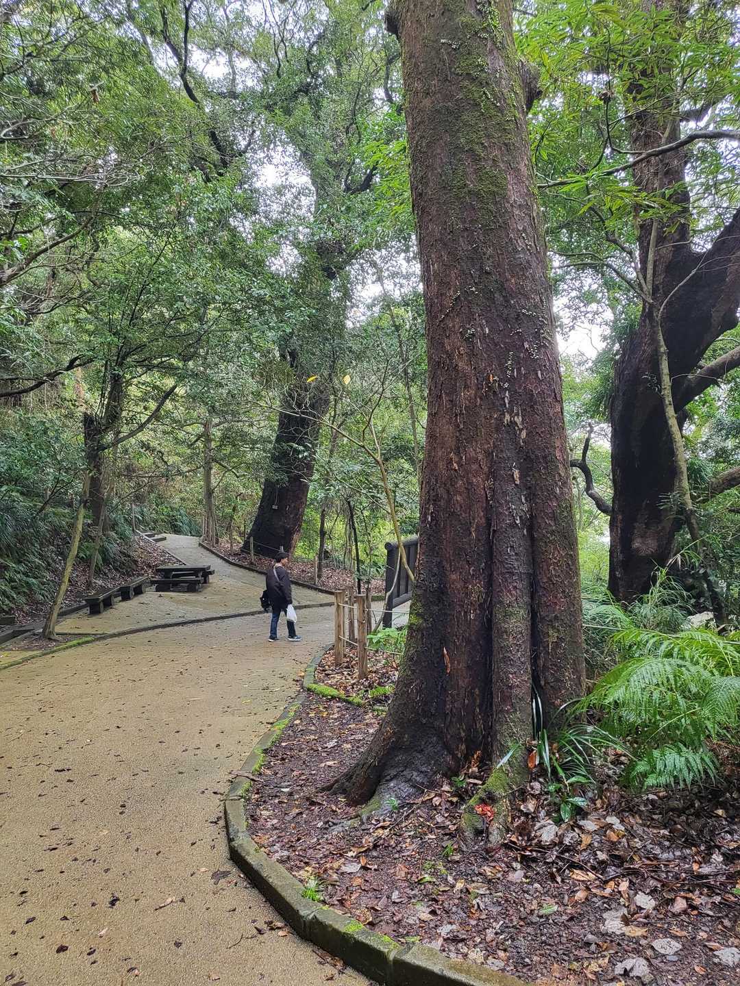 立派な木　沢山