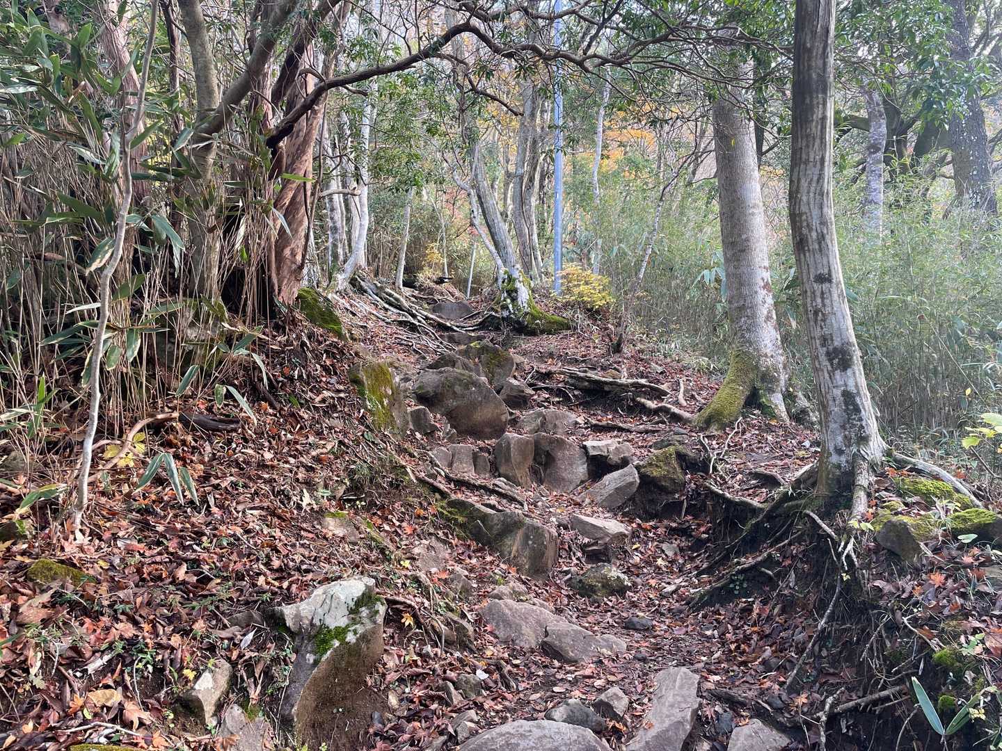 少し岩が多い登りになって…