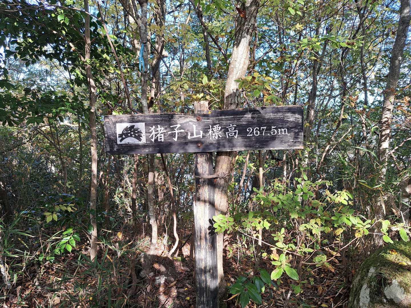 猪子山🚩267m