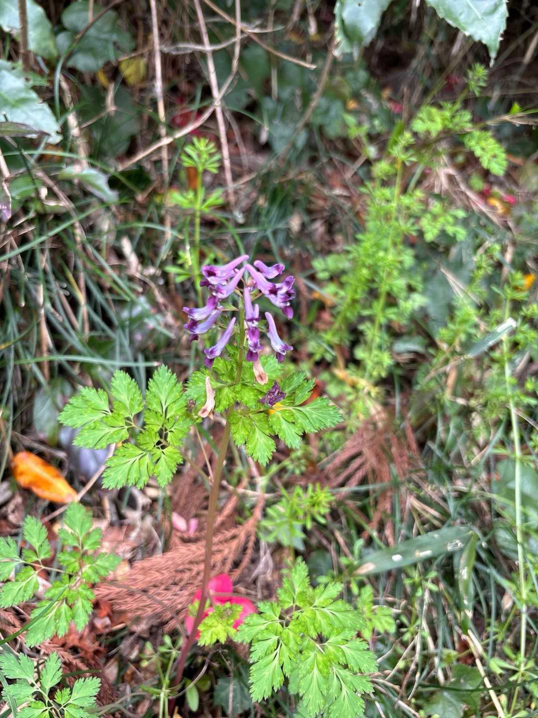 何のお花だったかなー