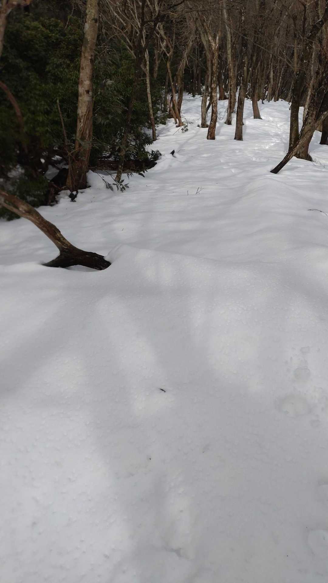 標高500m辺りこんなにも⛄雪