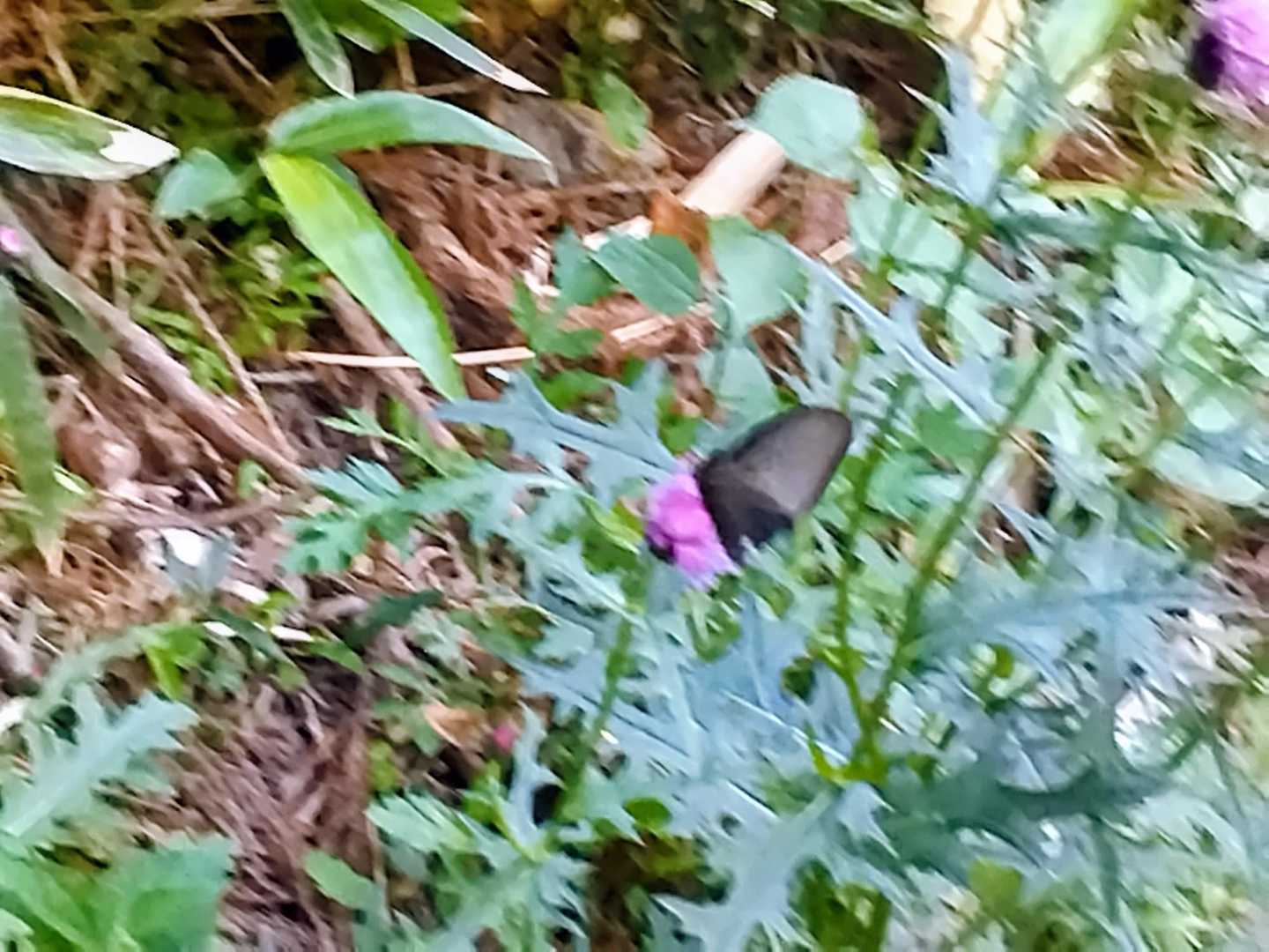 アザミの花の蜜を吸うクロアゲハ蝶😄