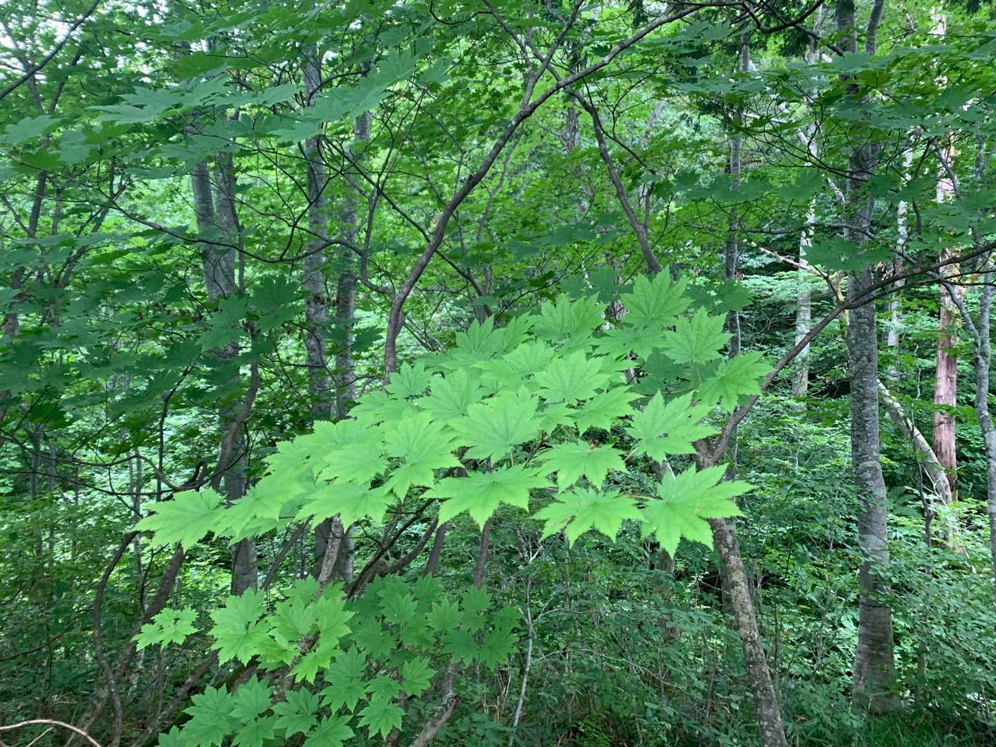 ハウチワカエデ