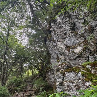 いい雰囲気の登山道がつづく