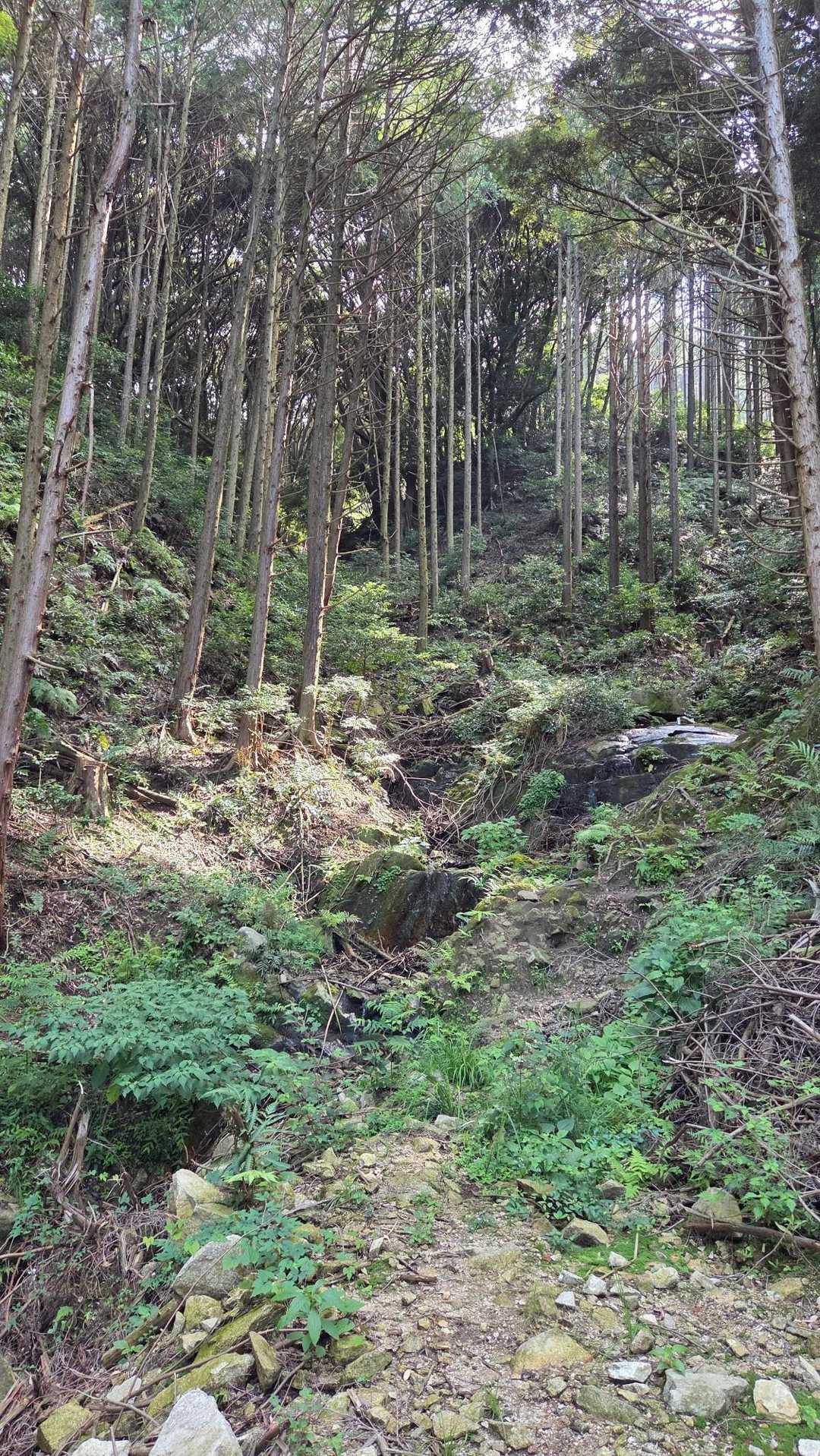 叶岳登山口-叶岳-高地山 周回コースの写真