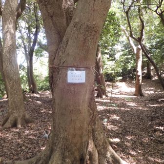 小つぶら到着