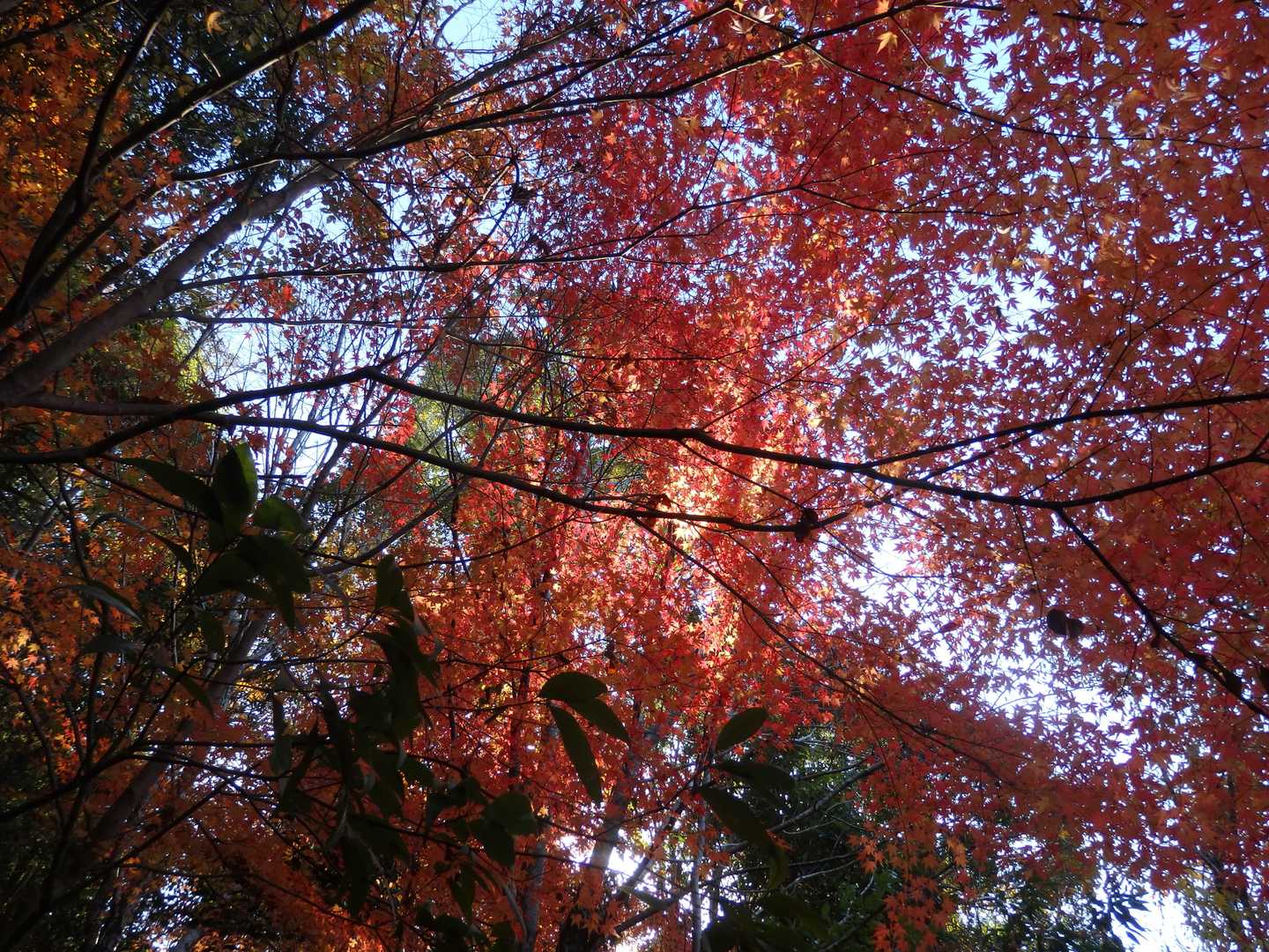 ぎりぎり紅葉