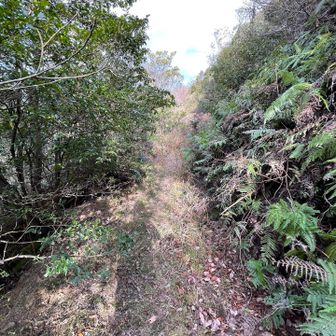 歩き易い、車でも通れる良い林道が続くのかな、と思っていたら荒れた道で、とても車が通れそうもないほどの狭さになったりします😅💦
