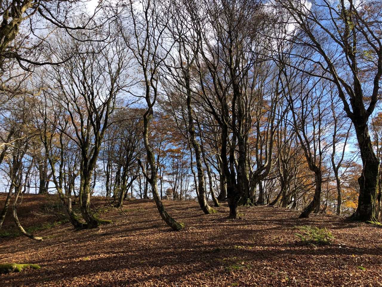 一面落ち葉🍂フカフカですよ😍