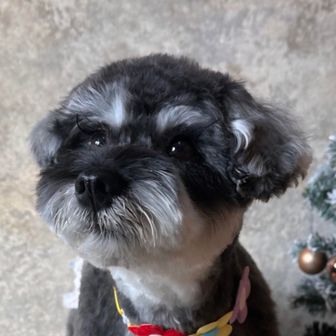 🐶しーちゃん🦮🚶‍♀️