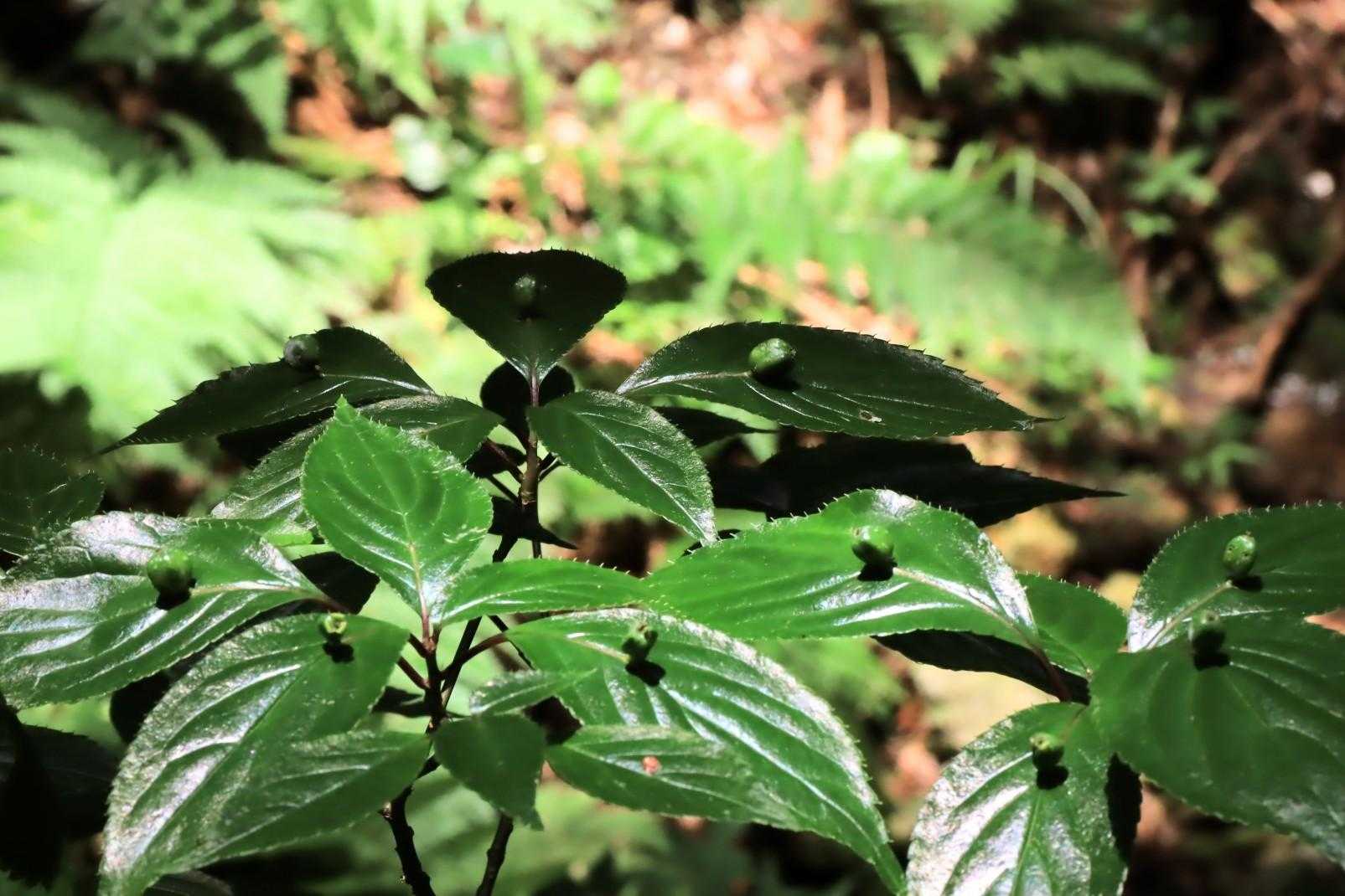 ハナイカダ💚