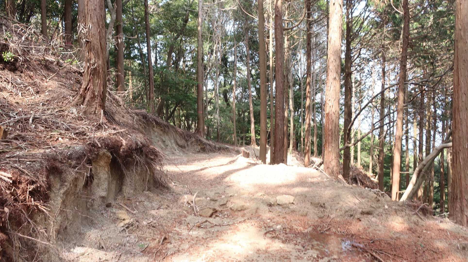 下りは林道を少し通る