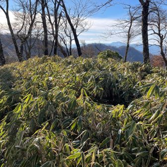 熊笹ノ峰山頂です。山名板は見当たらず。
名前の通り笹だらけ。
でも、漕ぐほどではありませんでした。