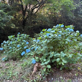 紫陽花。
ここは結構咲いてた。
ちなみに額田園地の紫陽花はまだでした。
（自分が通ったところは）