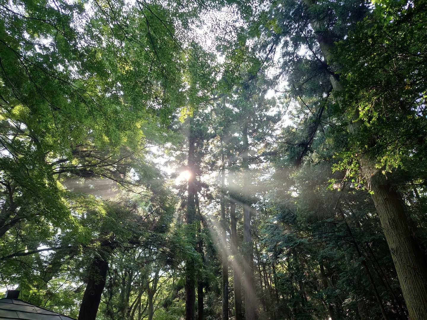 気持ちイイ〜🌲☀🌲
