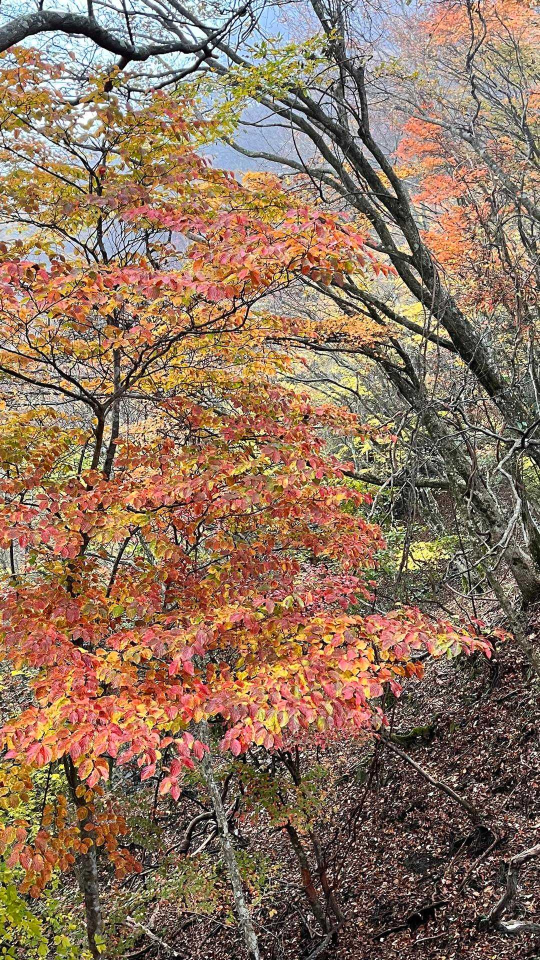 入道ヶ岳-椿大神社奥宮-水沢峠-鎌ヶ岳登山口 周回コースの写真
