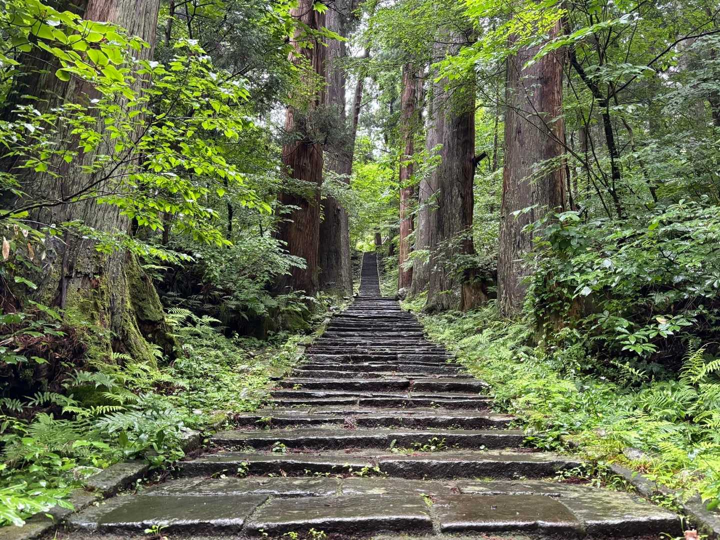 羽黒山 往復コースの写真