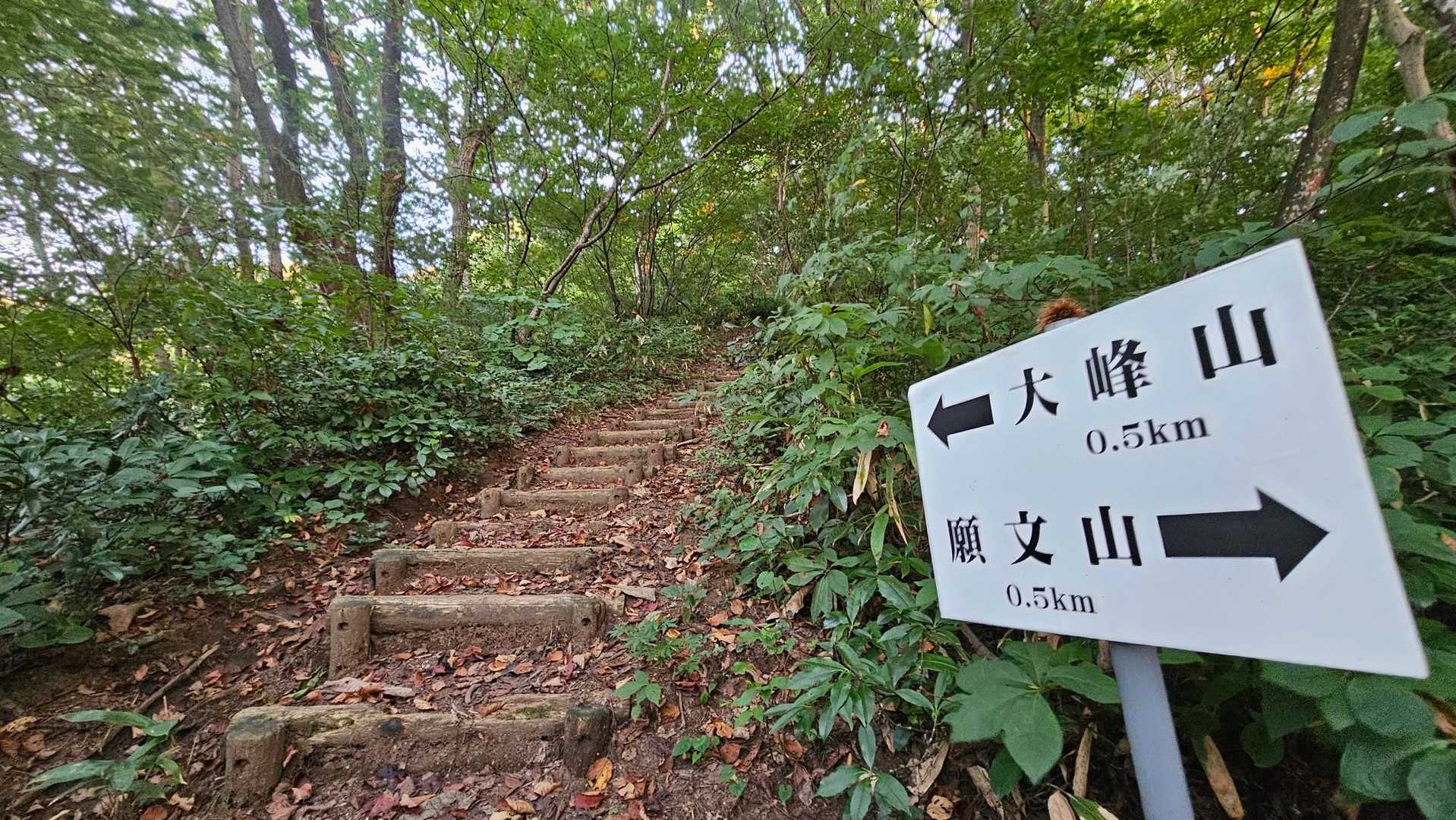桜公園登山口-願文山-大峰山 周回コースの写真