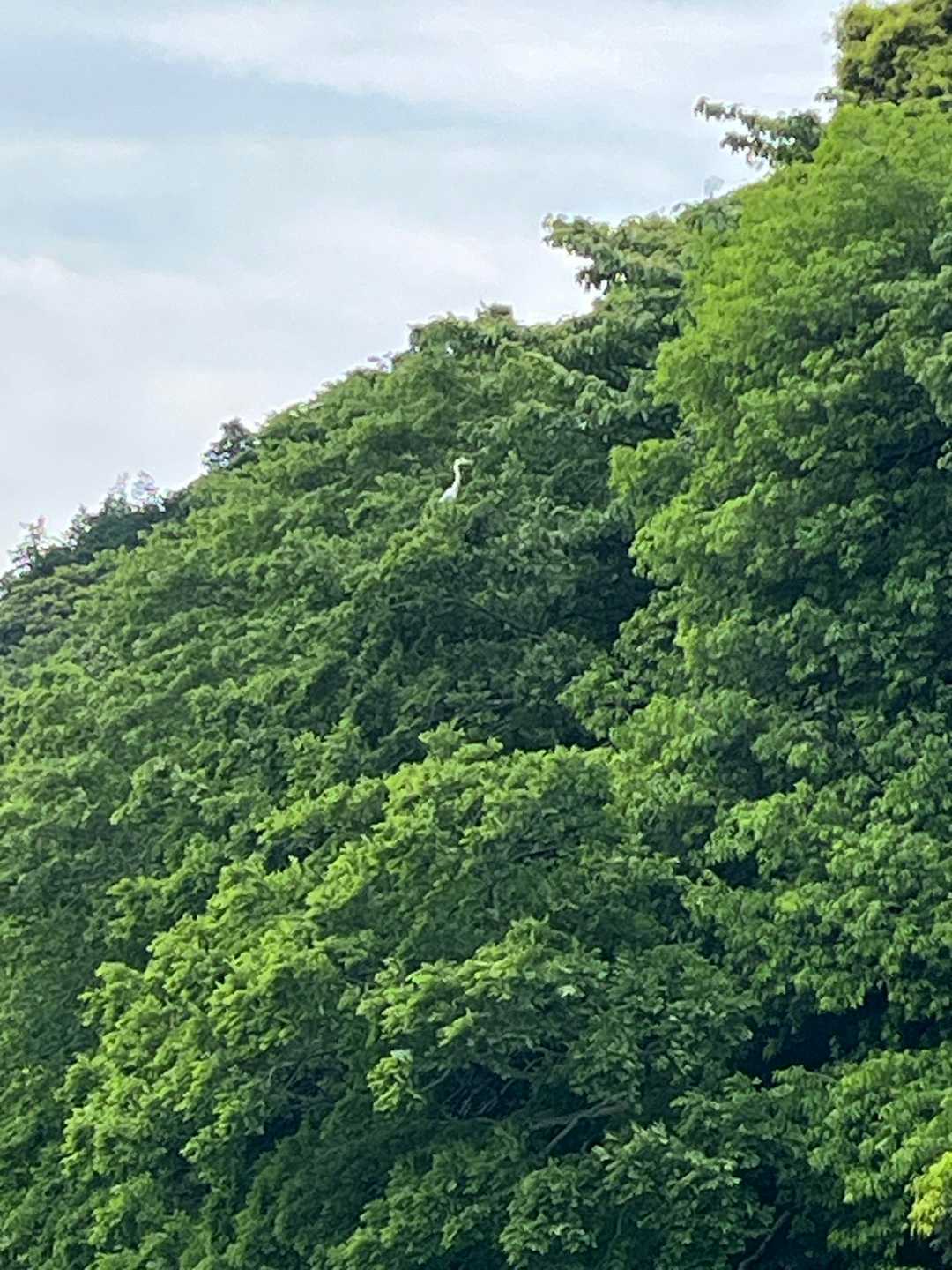 いるね🪽