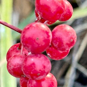 サルトリイバラ（猿捕茨)
         サルトリイバラ科シオデ属