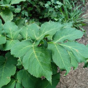 シシウドの葉
大きく広がる2〜3回羽状複葉で、小葉にギザギザした鋸歯があり、両面脈上に短い毛があるのが特徴
Google先生より