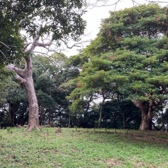 白岳の山頂には5月ごろに淡いピンク色のカノコソウが咲きます
