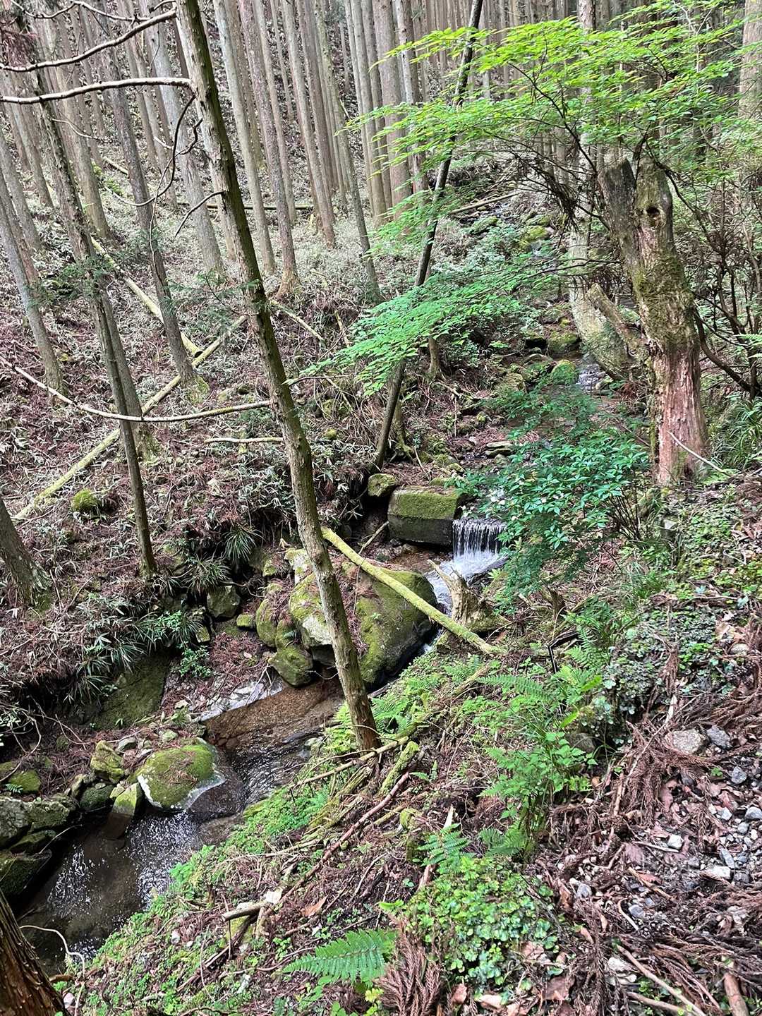 尼ヶ岳 往復コースの写真
