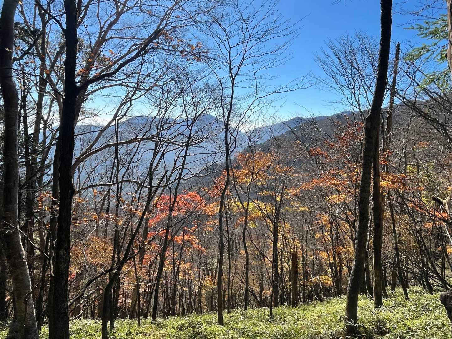 紅葉🍁がちらほら。でも、この辺りはもう終わり。