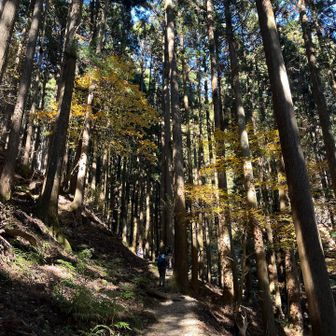 気持ちのいい登山道